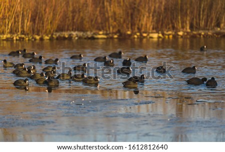 Group of coots on ice on frozen lake in winter. Dam on river Mur in Gralla, Stausee