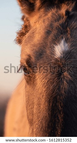 A wonderful detailed portrait of a horse captured in the sunset light. Warm colors.