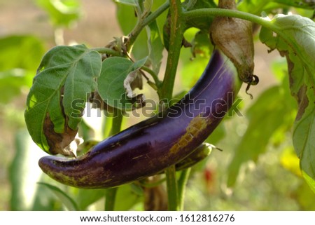 
un harvested eggplant in the field