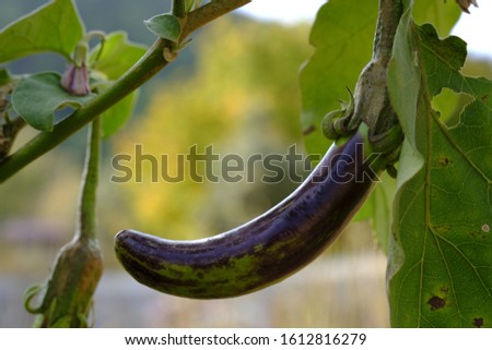 
un harvested eggplant in the field