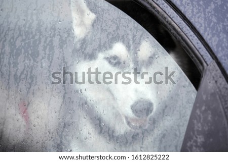 Husky dog in car, cute pet behind window. Dog waiting for sled dog race. Dog is watching around