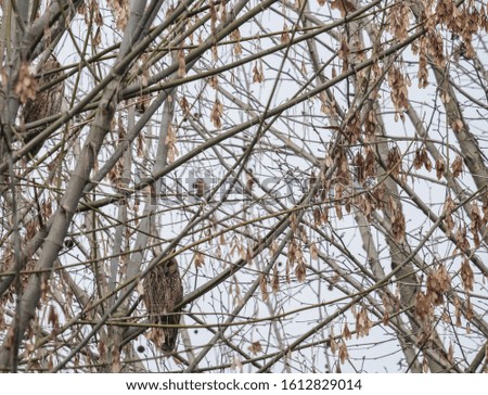 Colony of owls at the wintering site.