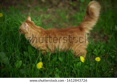 A beautiful thoroughbred red cat walks on the lawn, eats grass, sits, looks at the camera.