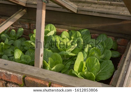 Winter Growing Home Grown Organic Pak Choi or Bok Choy (Brassica rapa var. chinensis 'Blizzard') Growing in a Cold Frame on an Allotment in a Vegetable Garden Royalty-Free Stock Photo #1612853806