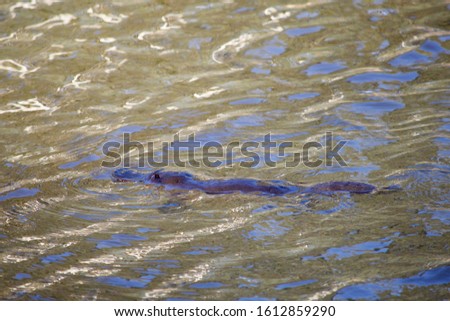 Australian platypus swimming in a wild

