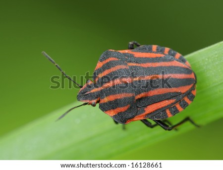  Bedbug sits on a grass.  Insecta \ Hemiptera \ Pentatomidae \ Graphosoma lineatum