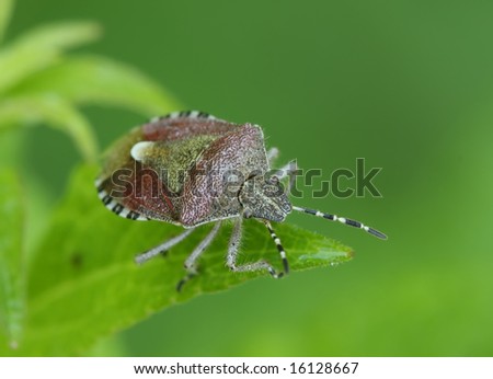 Bedbug sits on a sheet.  Insecta \ Hemiptera \ Pentatomidae\ Dolycoris baccarum