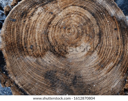 old saw cut of a big tree, view of an old stump from above, tree rings on wood