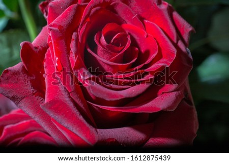 flower red rose close up macro