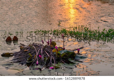 Pictures of lotus clumps and reflections on the water surface at sunset