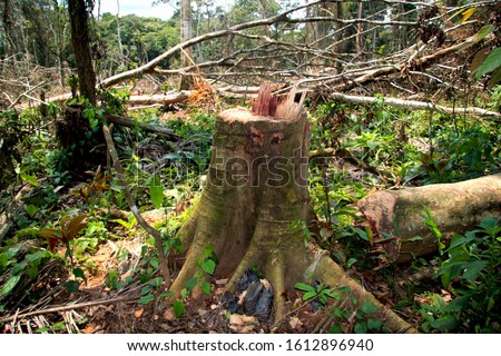 Most resettlement in the DRC follows the roads and in many areas the forest near to the roads is exploited for its hard woods and the cleared areas cultivated for staple crops such as bananas and yams Royalty-Free Stock Photo #1612896940