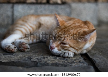 Sleeping orange cat on the ground