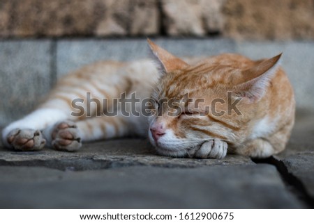 Sleeping orange cat on the ground