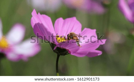 This picture symbolizes the inseparability of flowers and insects