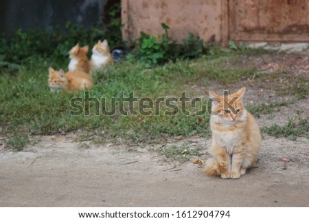 A small orange kitten sitting on the edge of the road and three small orange kittens sitting in green grass in the background