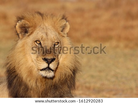 Close up of male lion, beautiful manes and eyes. On the left side of the picture. Dry yellow grass blurred in the background. Space for copy. 