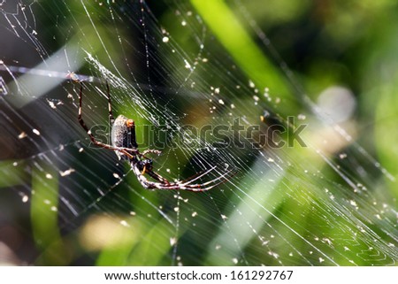 Spider on net
