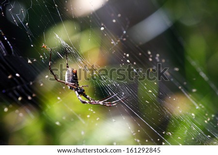 Spider on net