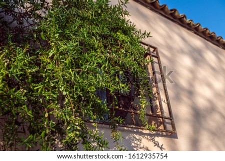 House with bars and ivy at the window in old city of Spain