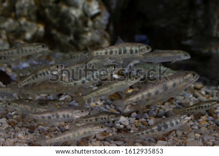 Small fishes in an aquarium