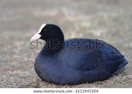 The American coot, also known as a mud hen or poldeau, is a bird of the family Rallidae. 
					