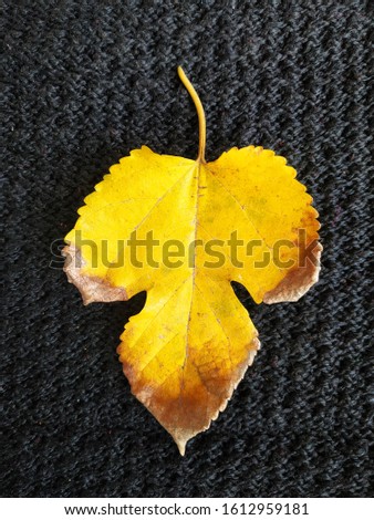 Yellow maple leaf isolated Black background.