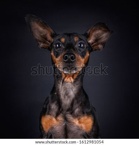 Portrait of a Miniature Pinscher with big uneven ears looking fr Royalty-Free Stock Photo #1612981054