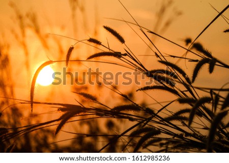 Silhouette grass flowers with the sunrise background