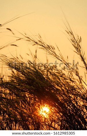 Silhouette grass flowers with the sunrise background