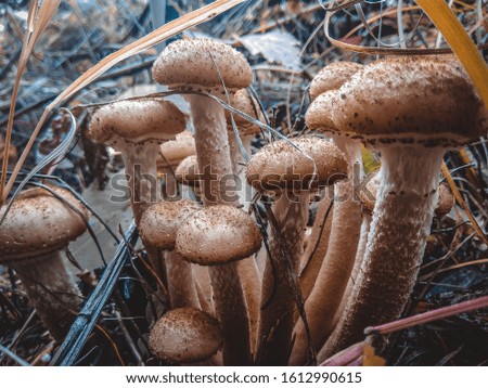 Spring trip to the forest for mushrooms Royalty-Free Stock Photo #1612990615