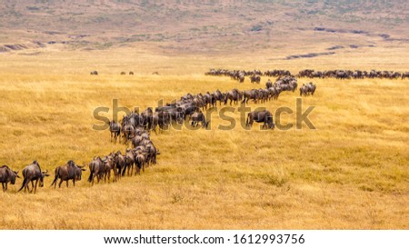 Wildebeest on savannah in Africa Royalty-Free Stock Photo #1612993756
