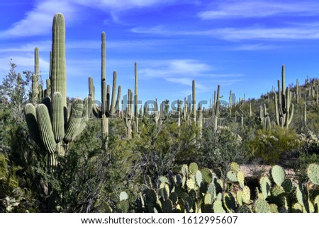 Saguaro Cactus here growing in the Sonoran Desert Arizona, USA also grow in Mexico