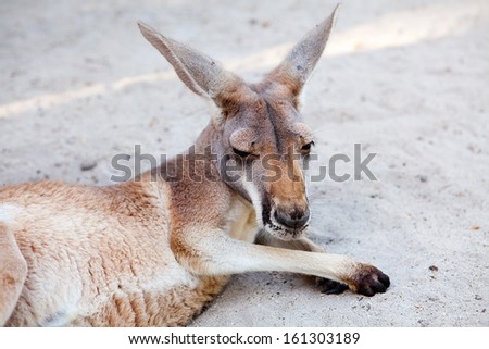 kangaroo portrait 