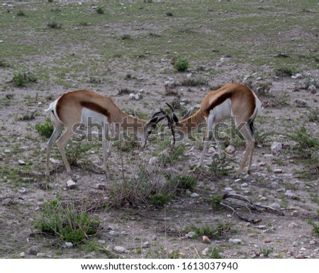 Two young Springboks fight in Etosha National Park