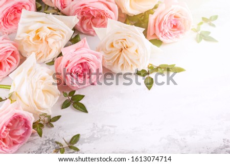 Beautiful fresh  pink and white roses on vintage background. Festive floral background.