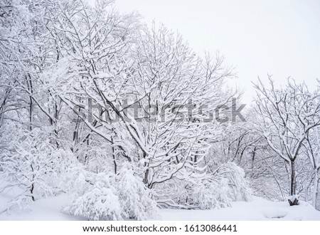 Snowy winter trees and snowdrifts at the forest near Shirakawago Village in Gifu, Japan.