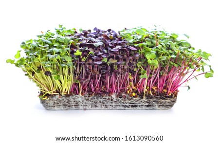 microgreens sprouts - healthy and fresh food Royalty-Free Stock Photo #1613090560