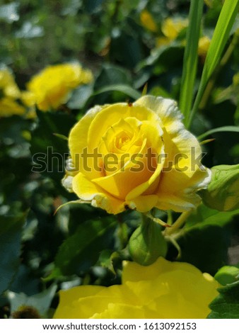 A yellow rose blooms on a green bed.