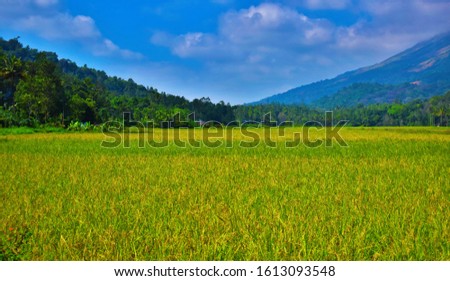 Meadow in the mountain valley