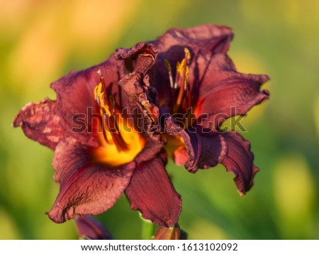 colorful picture with lily flower fragments on blurred background, close-up view