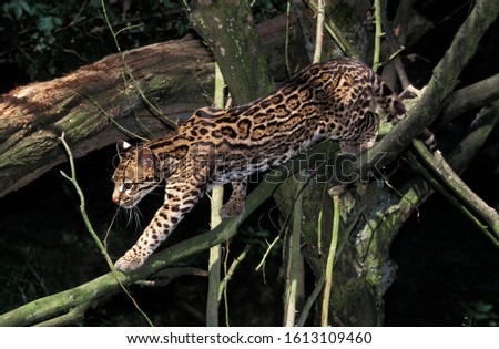 OCELOT leopardus pardalis, ADULT WALKING ON BRANCHES   Royalty-Free Stock Photo #1613109460