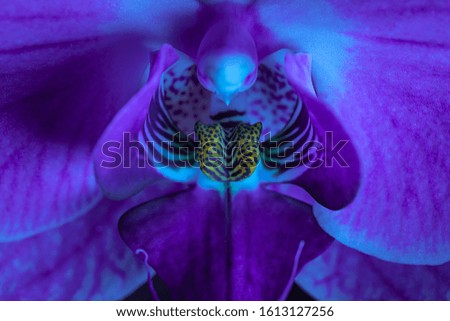 Close up macro photograph of a blooming orchid flower