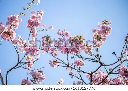 Looking up into blossom pink cherry branch against blue sky bacground at warm spring day in United Kingdom