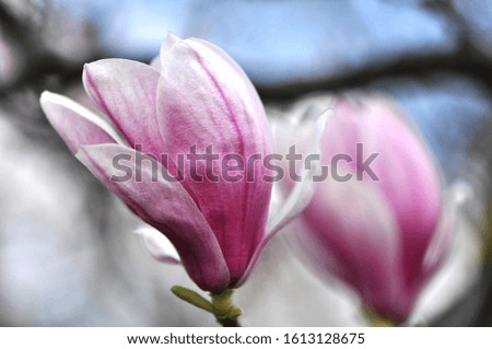 The beauty of single magnolia.