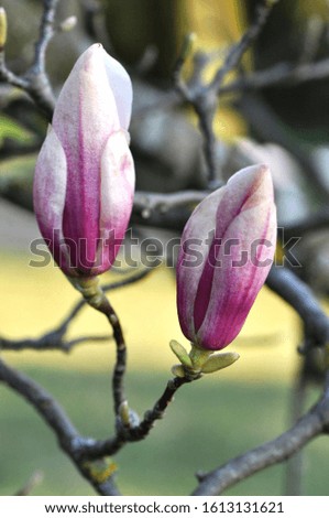 The beauty of magnolia buds.