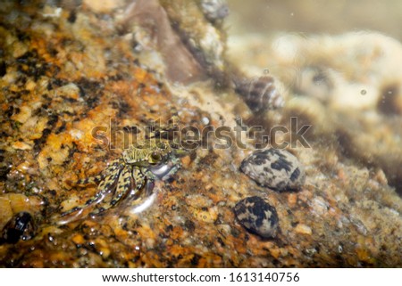 Picture of little crab under shallow surface of water, yanui beach, phuket, Thailand