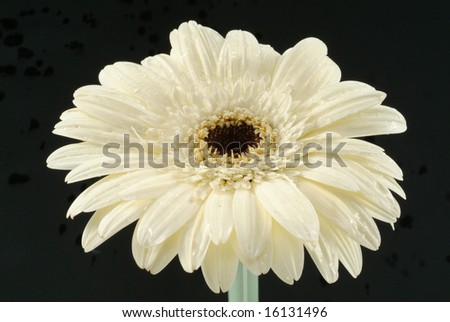 a white flower in a black back