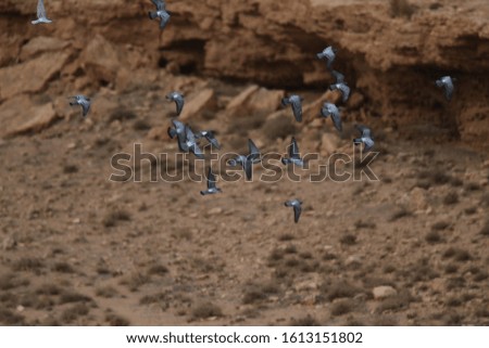 Pigeon in the desert stock footage