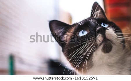 Suprised cat is standing on a brick from the outside of the windowsill, it is snowing, banner photo portrait