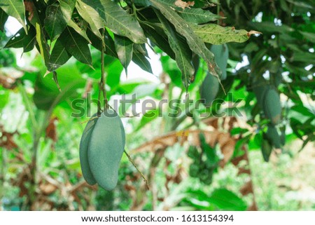 Close up tree with green mango fruit in the garden.